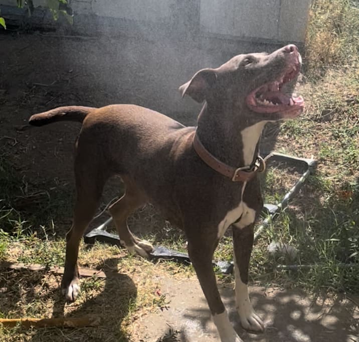 Photo of Lola