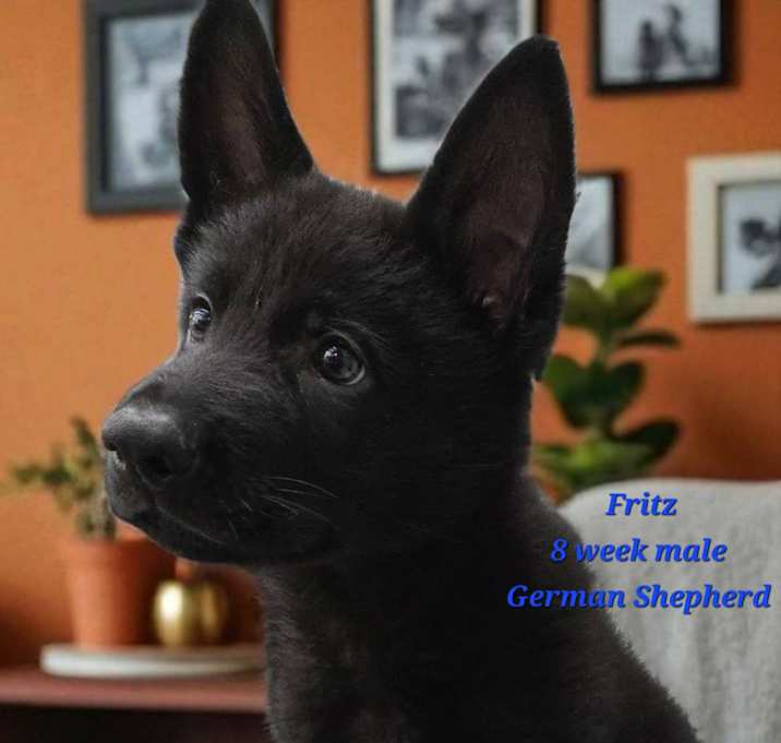Photo of Fritz