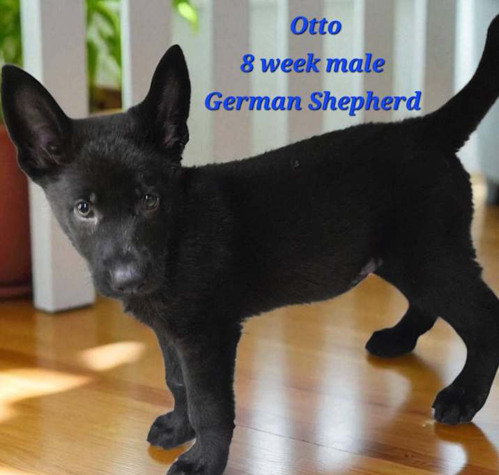 Photo of Otto