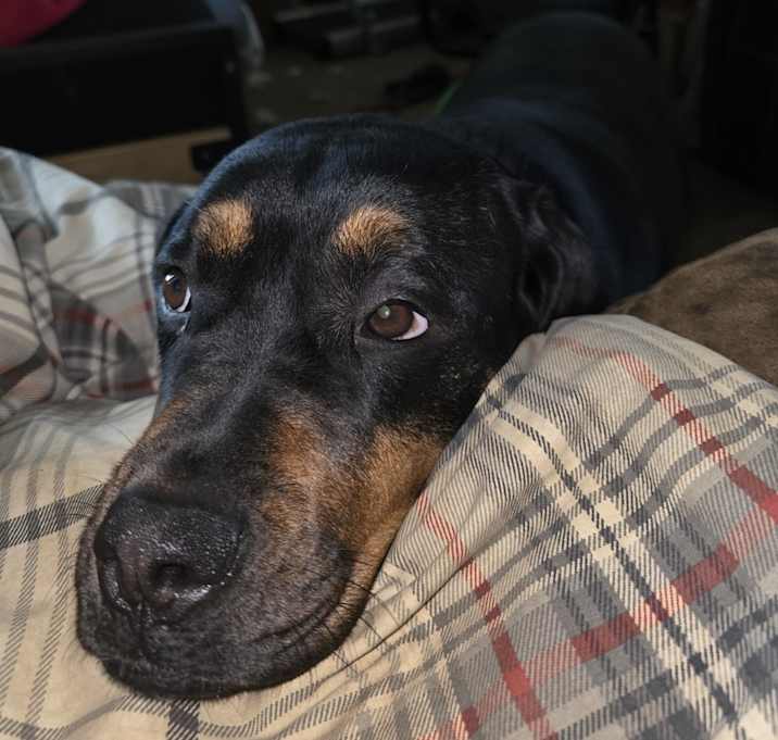 Photo of Freya