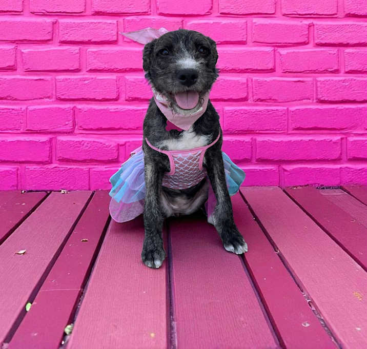 Photo of LuLu Belle-ADOPT Me!