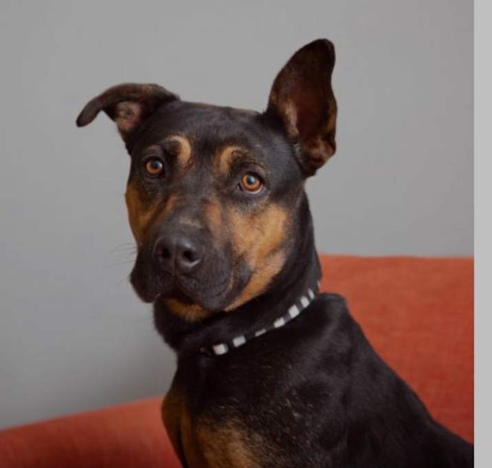 Photo of Mocha