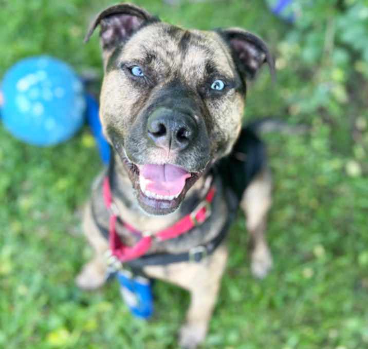 Photo of Smokey