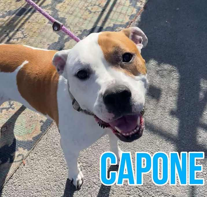 Photo of Capone