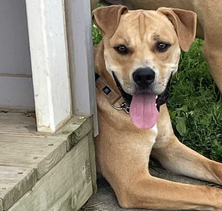 Photo of Scrappy