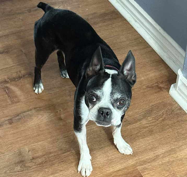 Photo of Chico