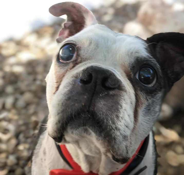 Photo of Buster Brown