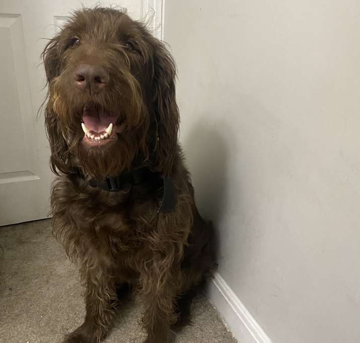Photo of Waffles
