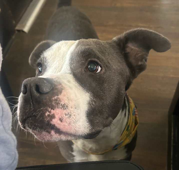 Photo of Remy