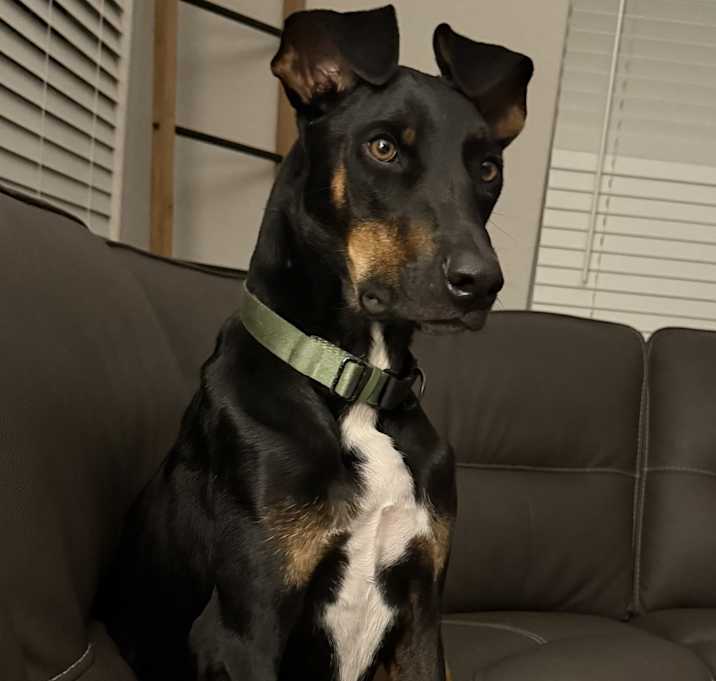 Photo of Dobby (Marty)