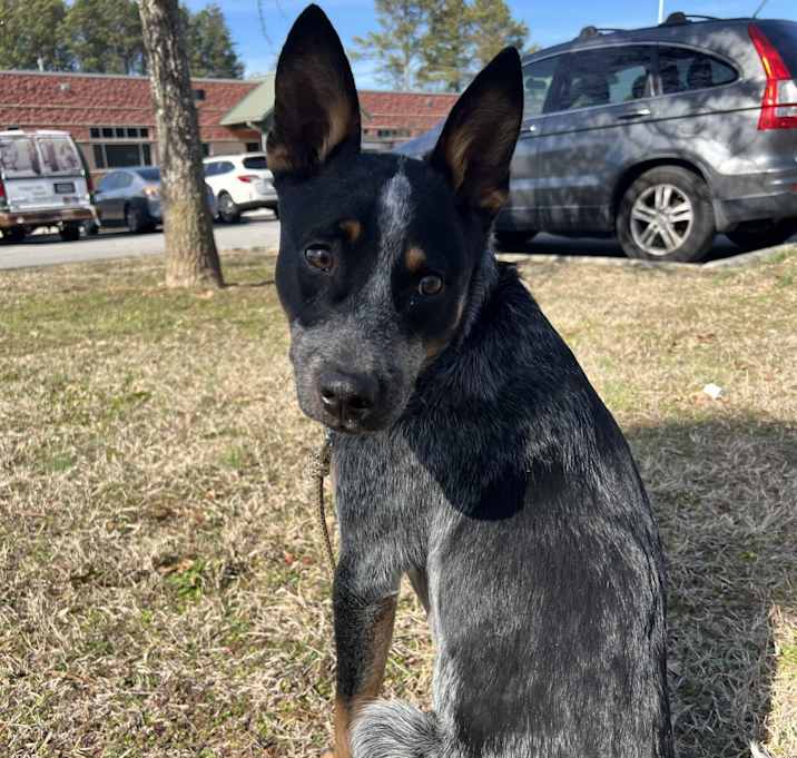 Photo of Ranger
