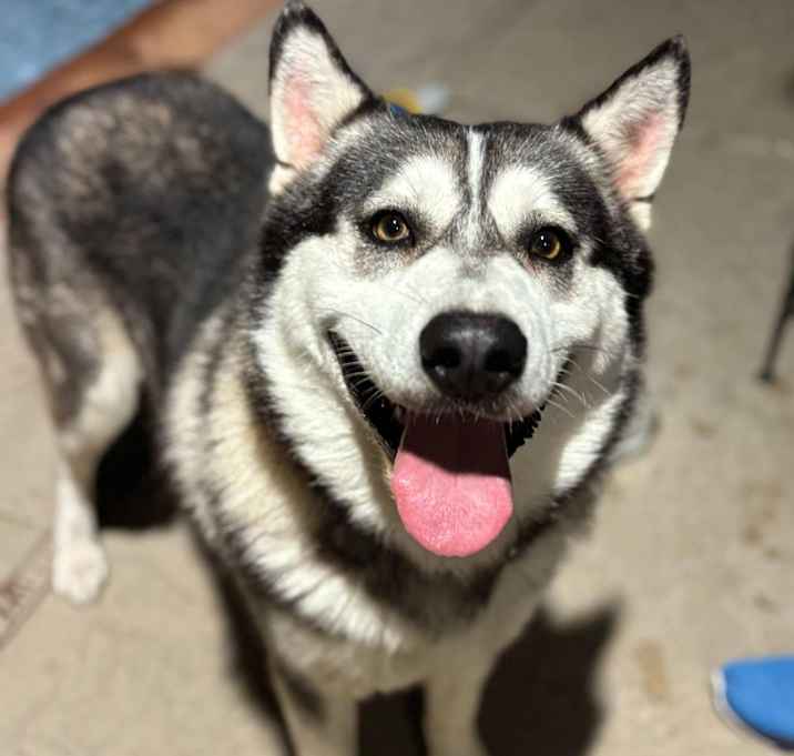 Photo of Nanook
