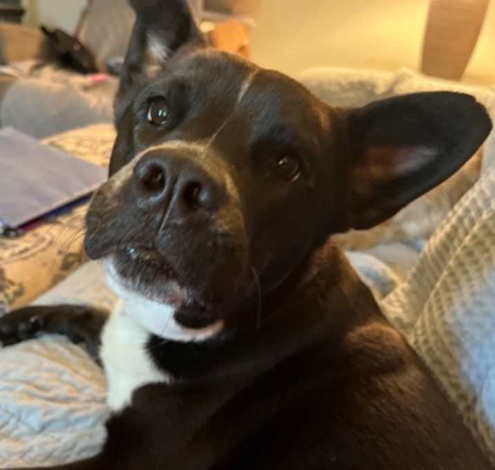 Photo of Bailey Girl