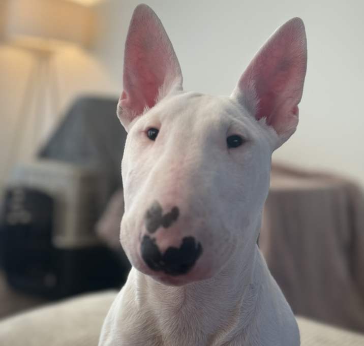 Photo of Chino