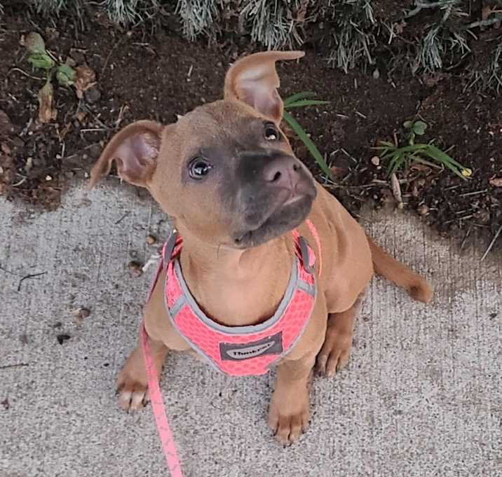 Photo of Mimosa