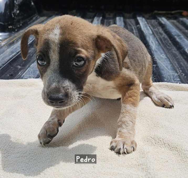 Photo of Pedro
