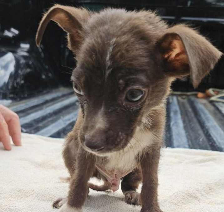 Photo of Runt