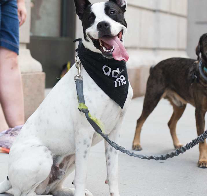 Photo of Duran *1/2 price adoption fee*