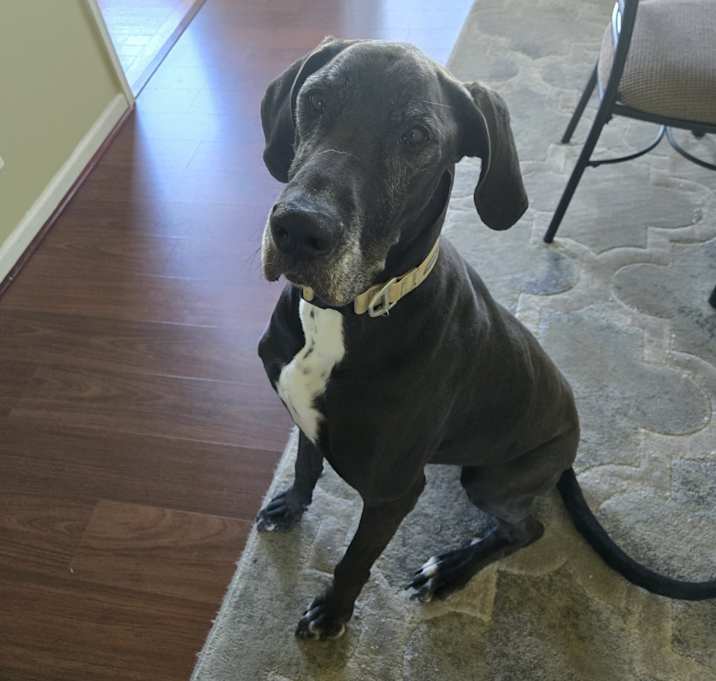 Photo of Duchess