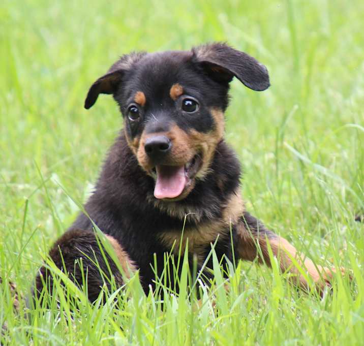 Photo of Cubby