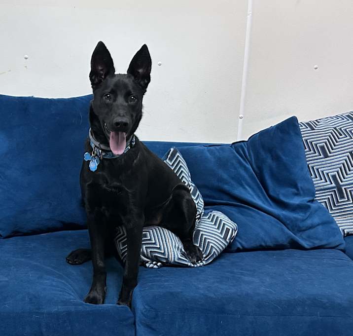 Photo of Batman (Batty)