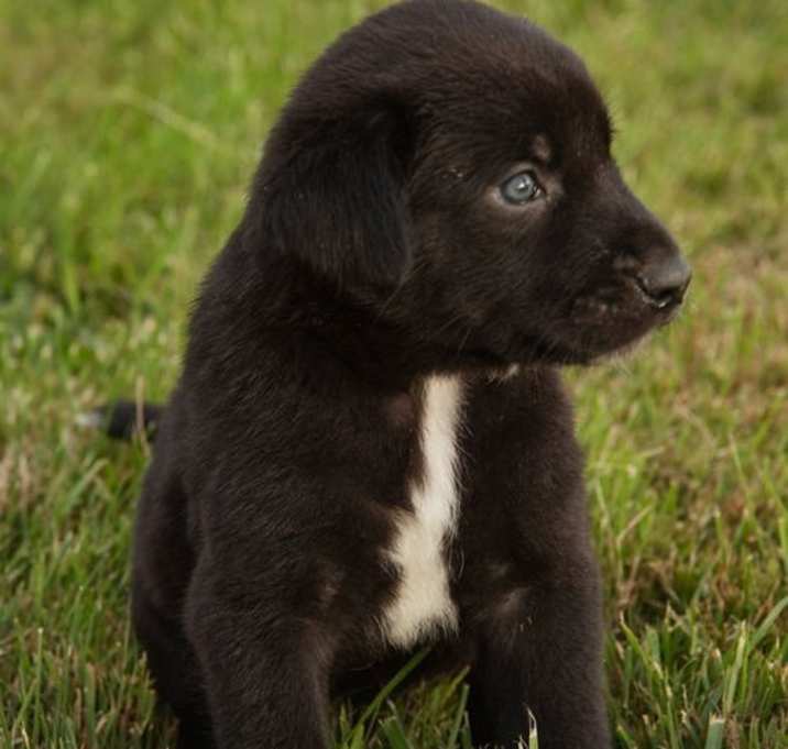Photo of Simba