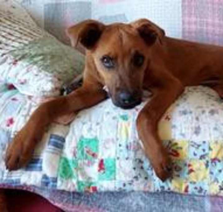 Photo of Dexter