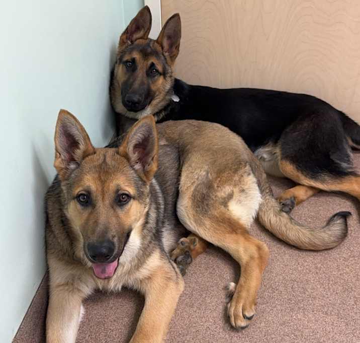 Photo of Shiesty & Wolf