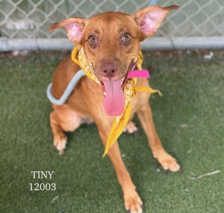 Photo of TINY
