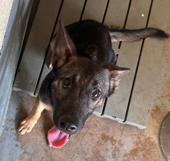 Photo of Major(Thomas)