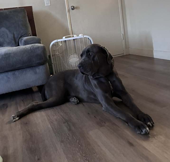 Photo of Leila