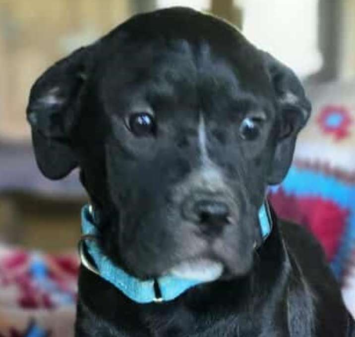 Photo of Rocky