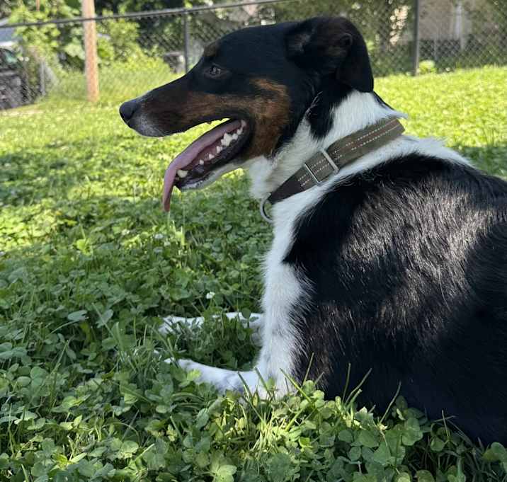 Photo of Draco