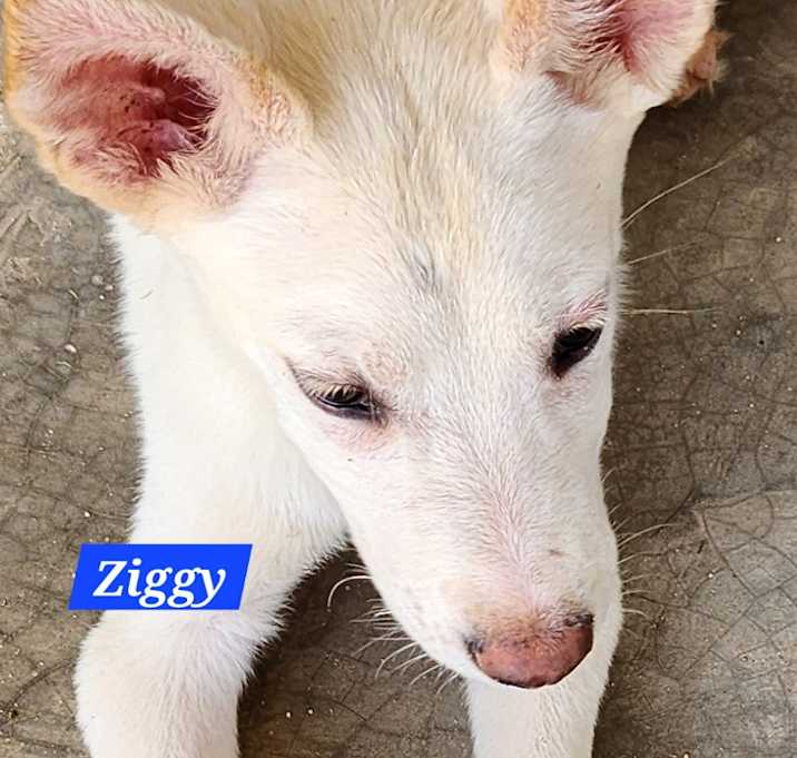 Photo of Ziggy
