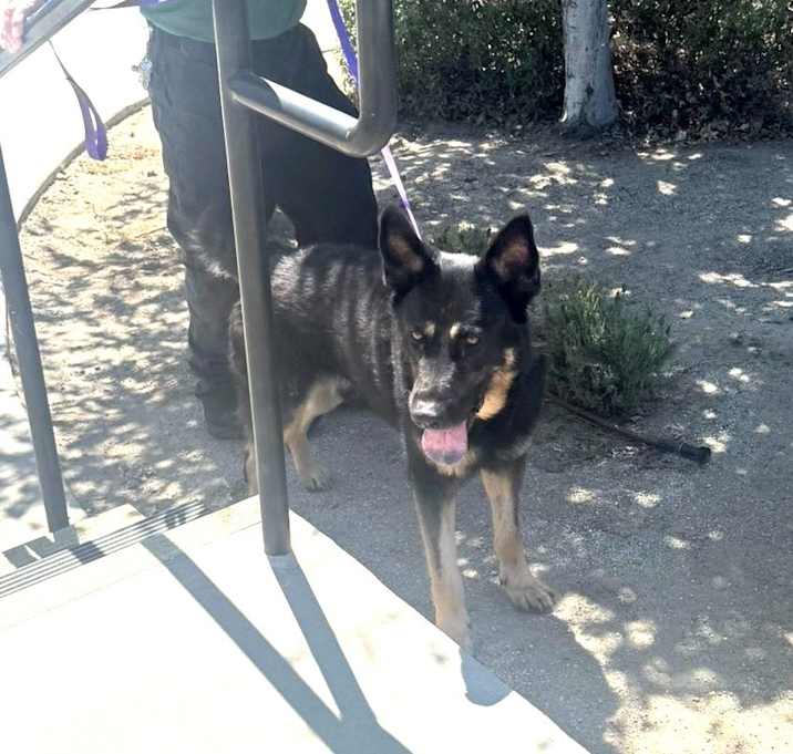 Photo of Bullet
