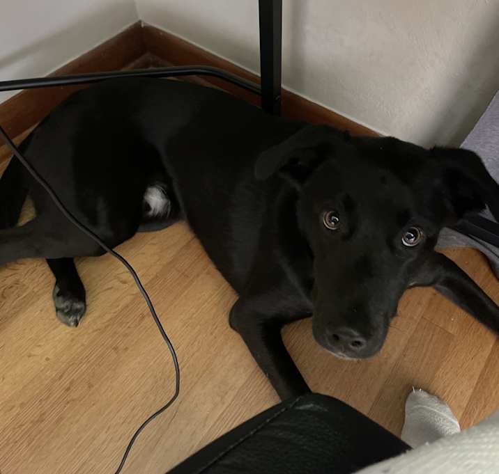 Photo of Buster