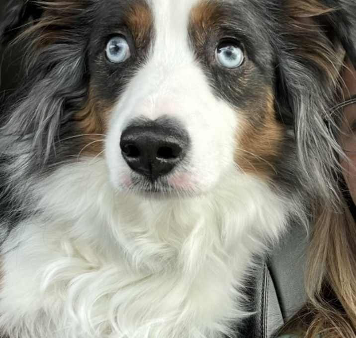 Photo of Draco