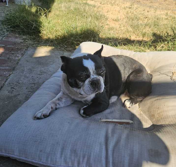 Photo of Dolly