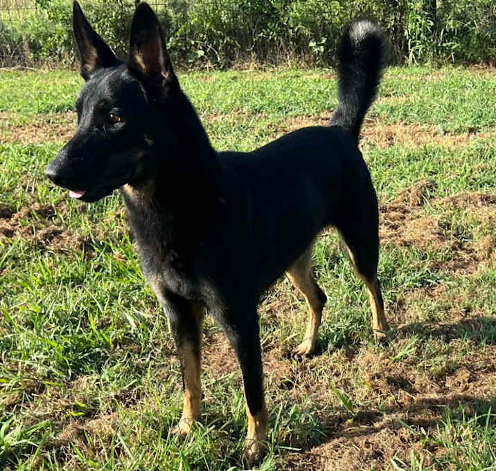Photo of Nova