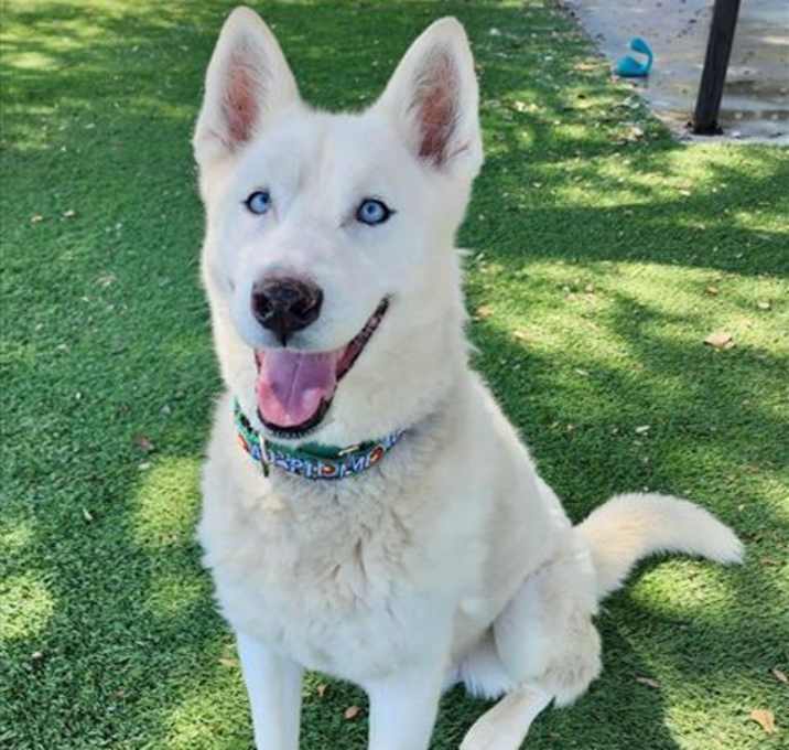 Photo of ROCKET