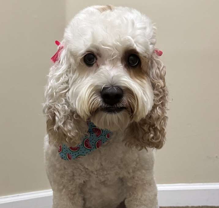 Photo of Sugar