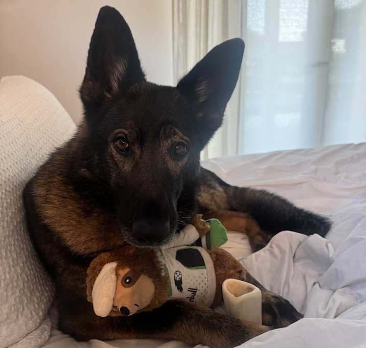 Photo of Kota
