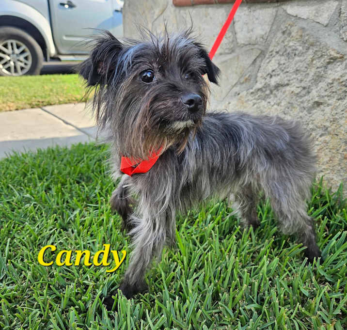 Photo of Candy