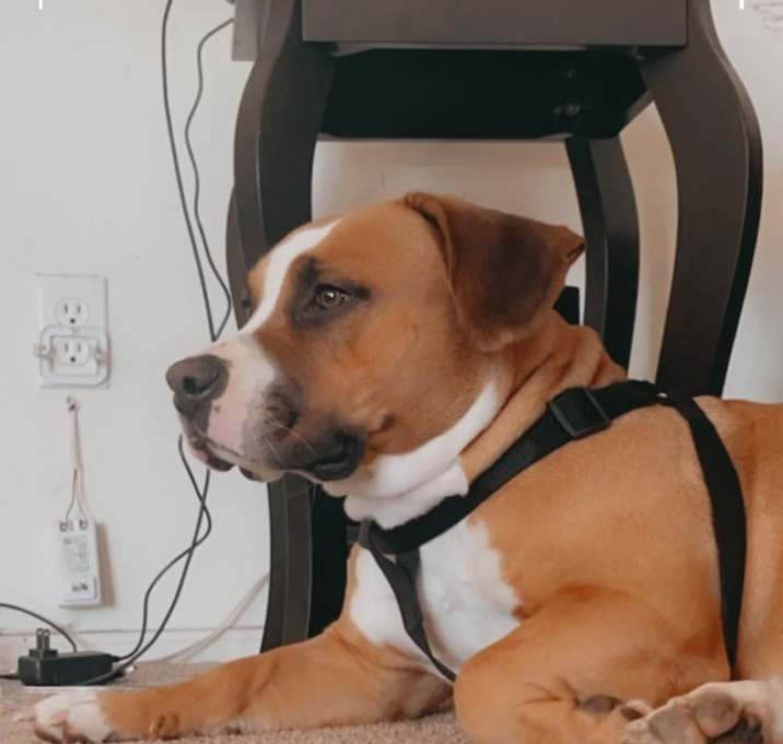 Photo of Nova