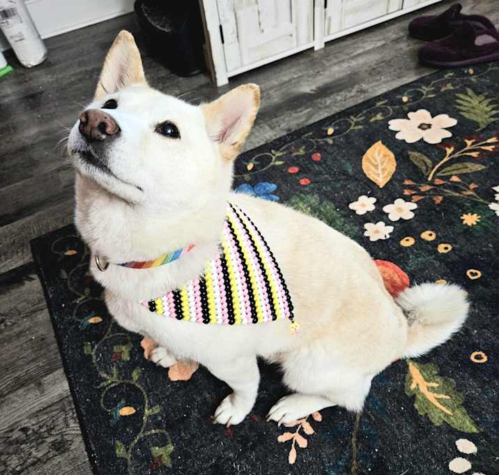 Photo of Yuki Haru