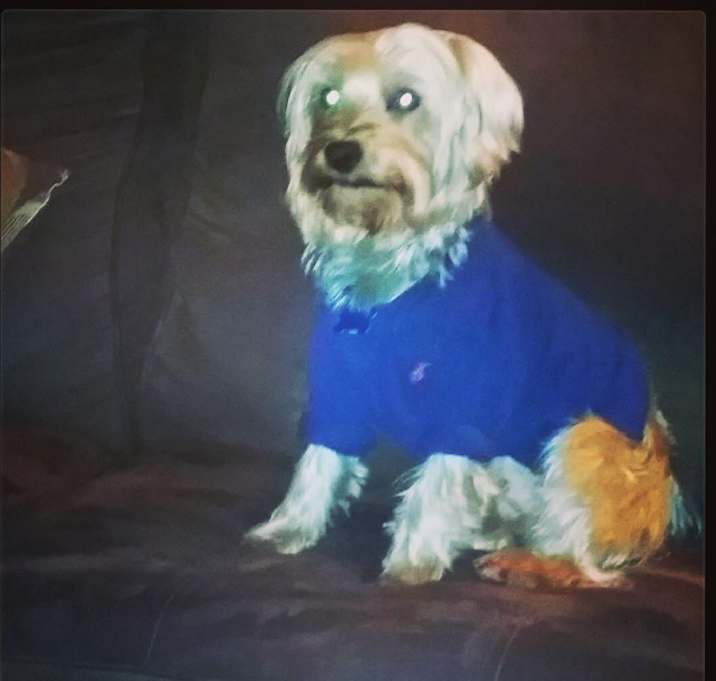 Photo of Polo