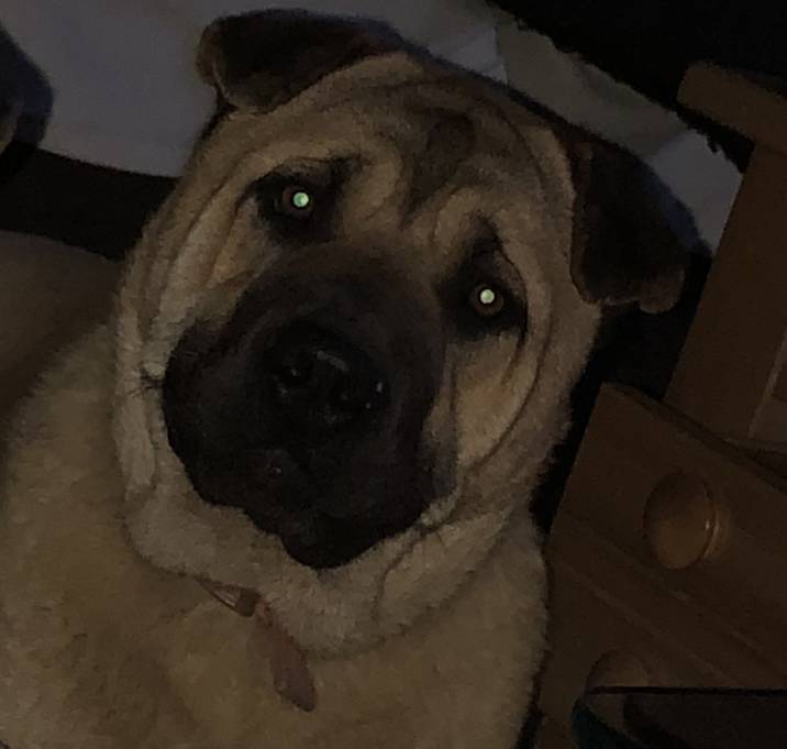 Photo of Lilly