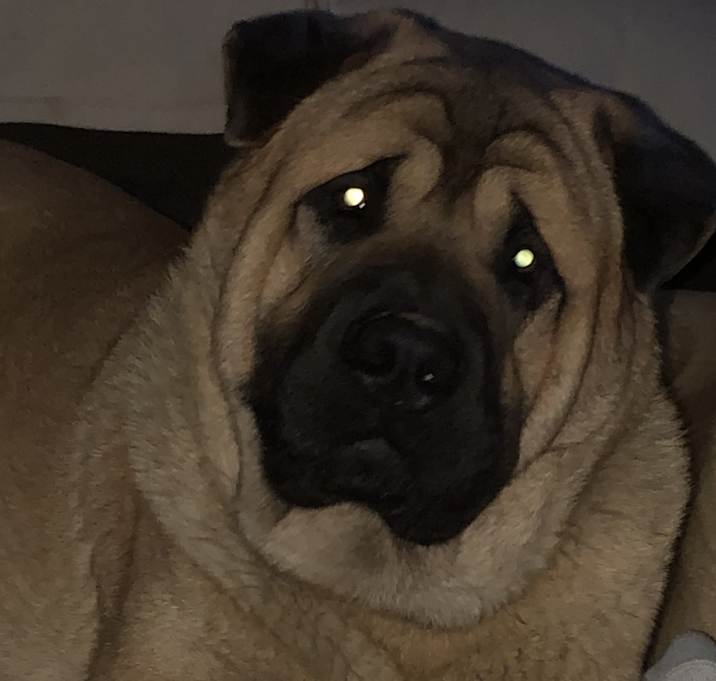 Photo of Brute