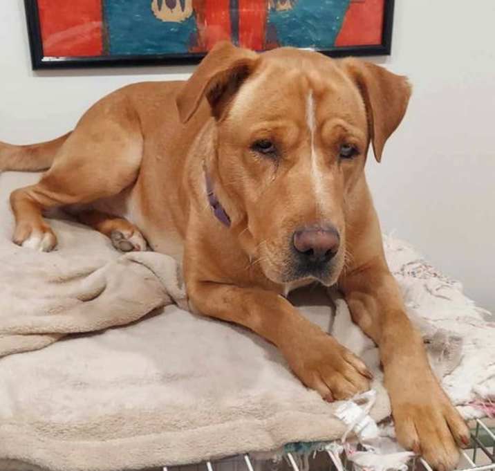 Photo of Marmaduke