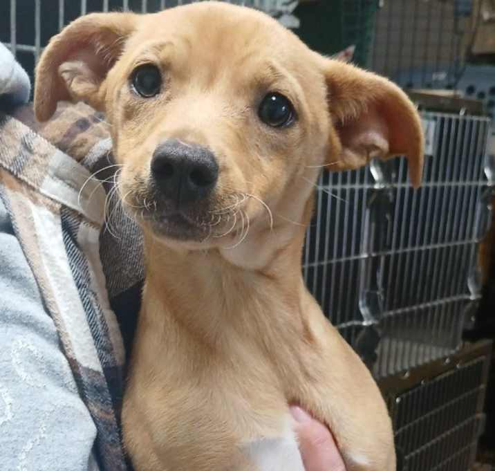 Photo of Ginger(Minnie)